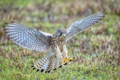 チョウゲンボウ