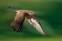 チョウゲンボウ