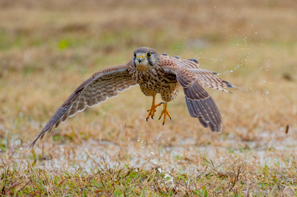 チョウゲンボウ