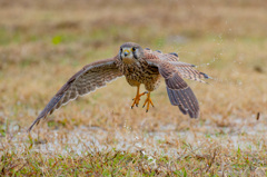 チョウゲンボウ