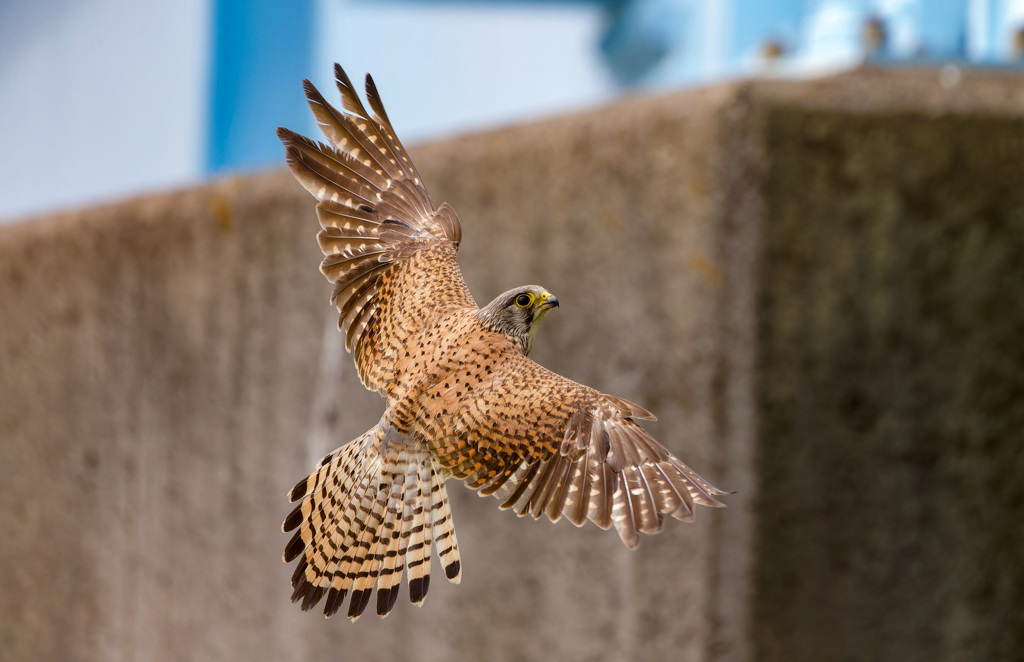 チョウゲンボウ