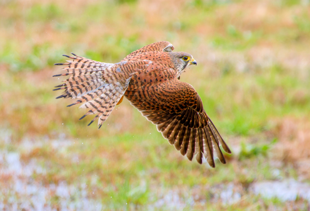 チョウゲンボウ