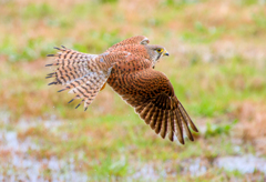 チョウゲンボウ