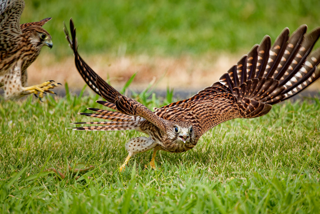 チョウゲンボウ