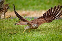 チョウゲンボウ