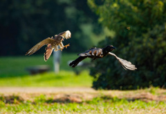 チョウゲンボウ