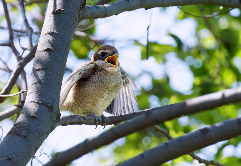 モズ by 写真撮るゾウ （ID：11755257） 写真共有サイトPHOTOHITO