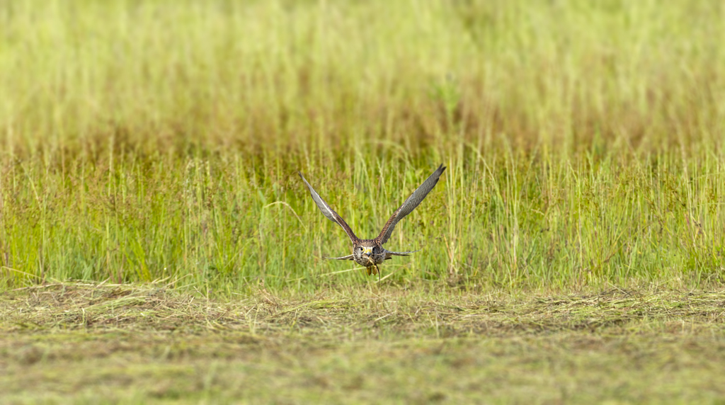 チョウゲンボウ