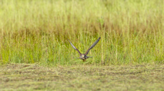 チョウゲンボウ