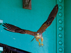 チョウゲンボウ