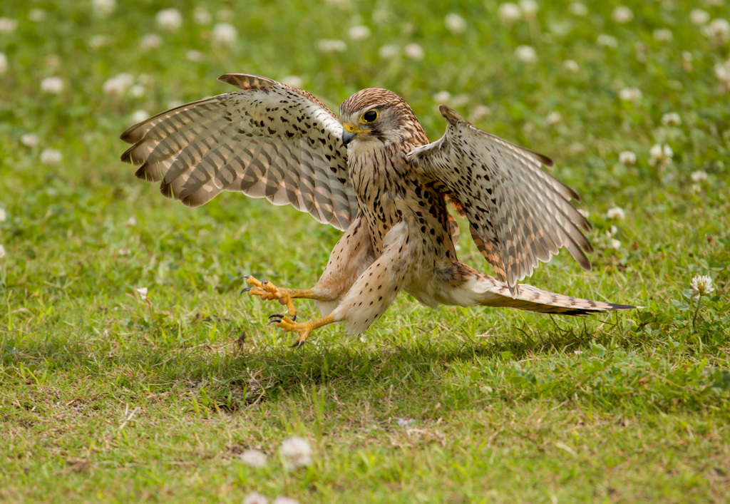 チョウゲンボウ