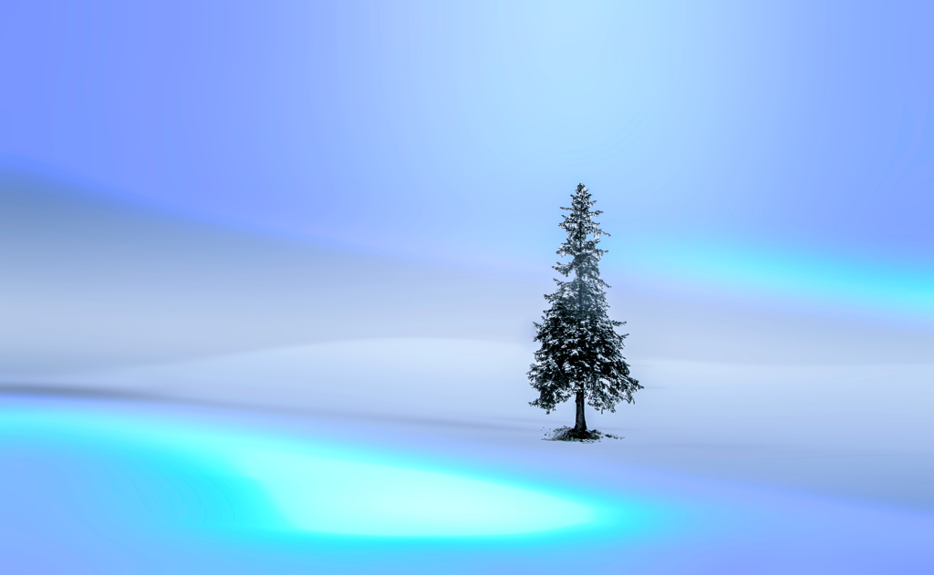 クリスマスツリーの木