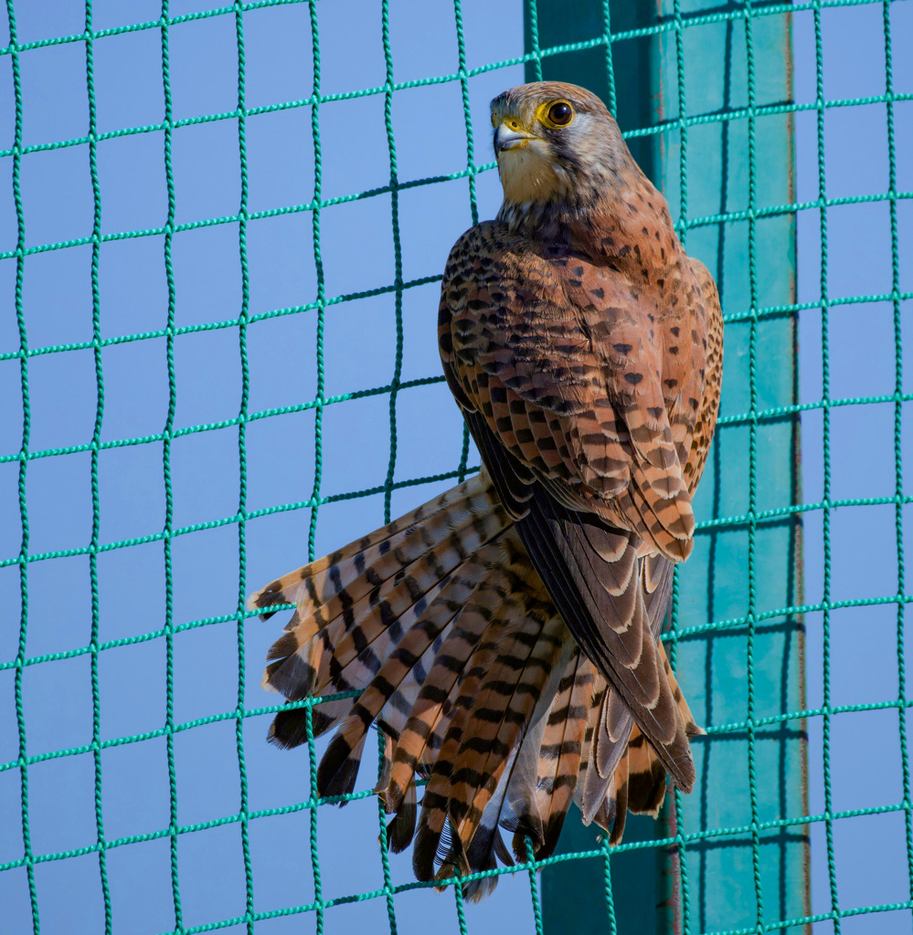 チョウゲンボウ