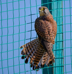 チョウゲンボウ