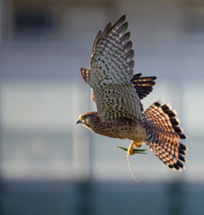 チョウゲンボウ