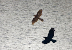 オオタカ（若）