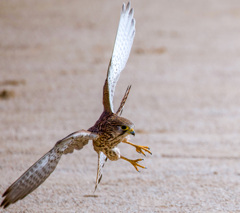 チョウゲンボウ
