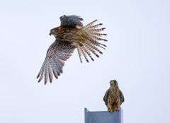 チョウゲンボウ