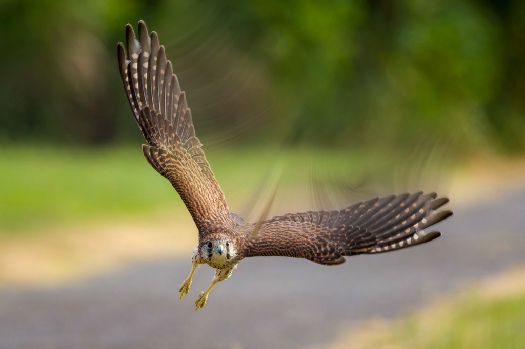 チョウゲンボウ