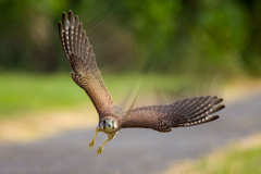 チョウゲンボウ