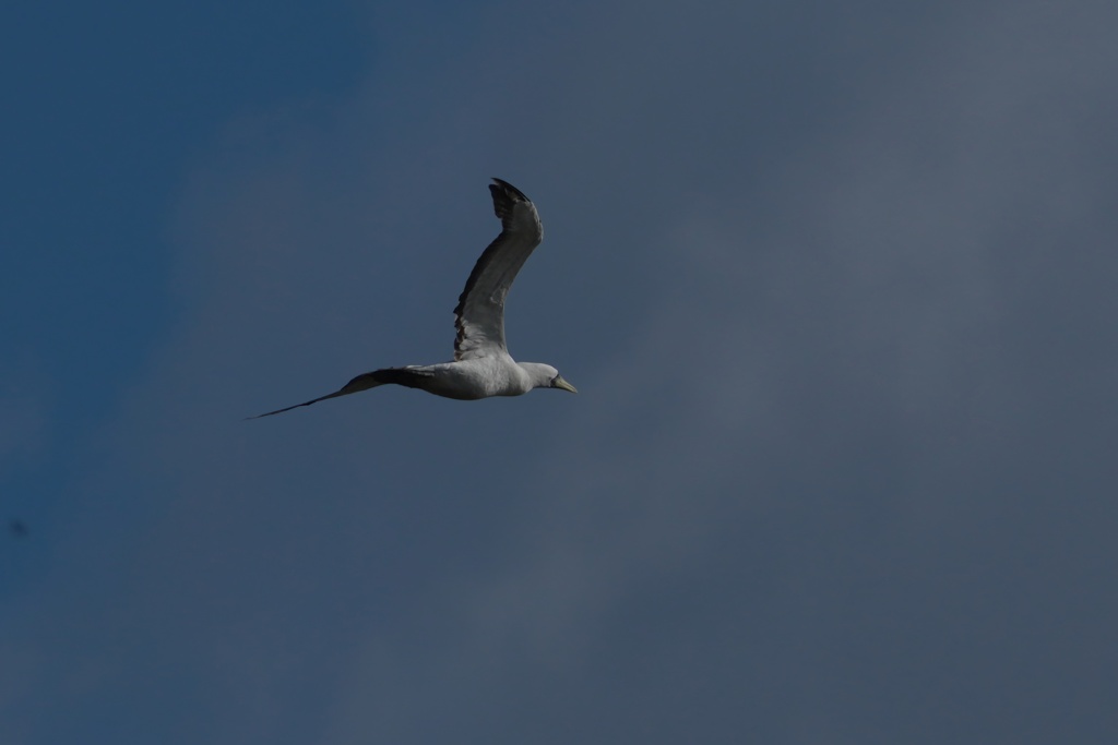 アオツラカツオドリ
