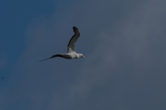 アオツラカツオドリ