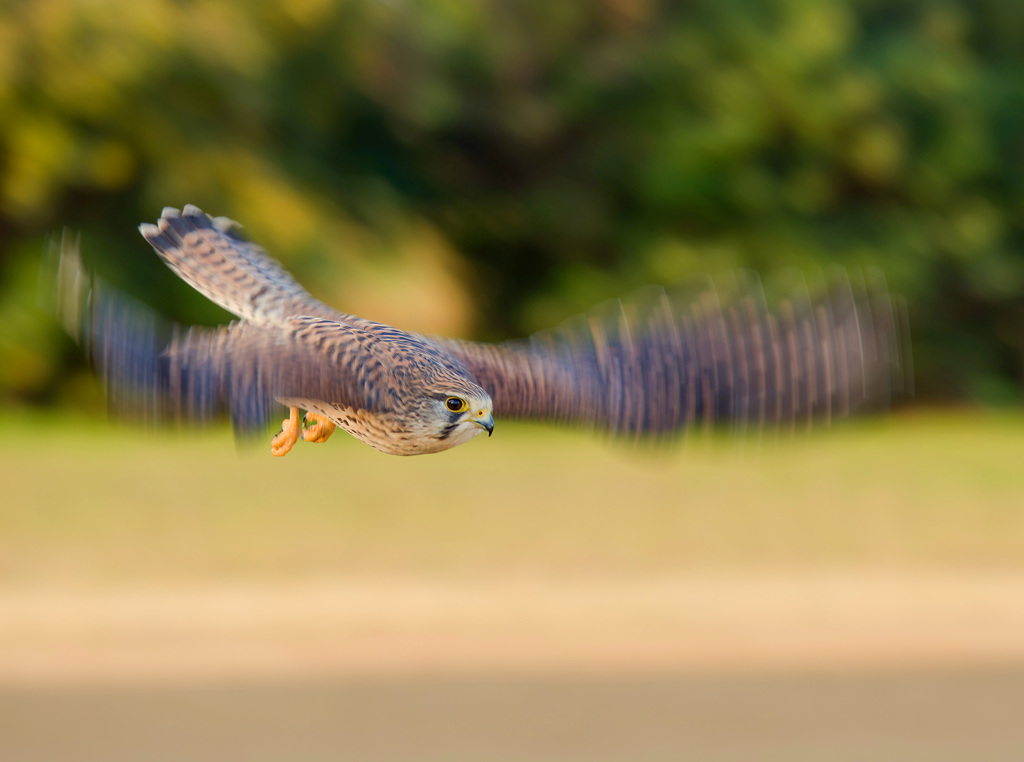 チョウゲンボウ