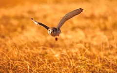 チョウゲンボウ