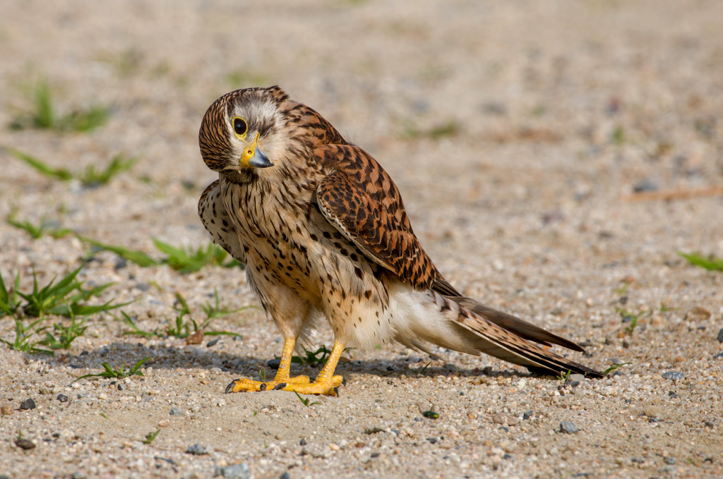 チョウゲンボウ