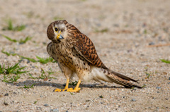 チョウゲンボウ