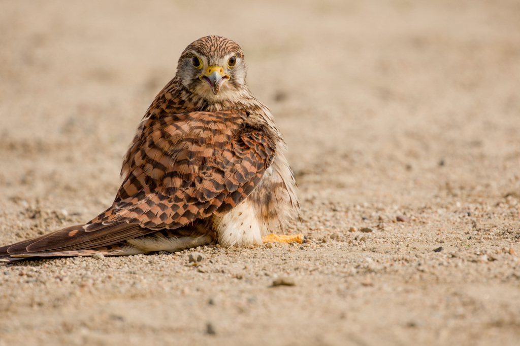 チョウゲンボウ