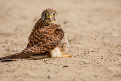 チョウゲンボウ