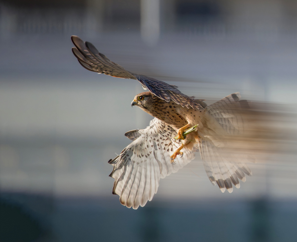 チョウゲンボウ