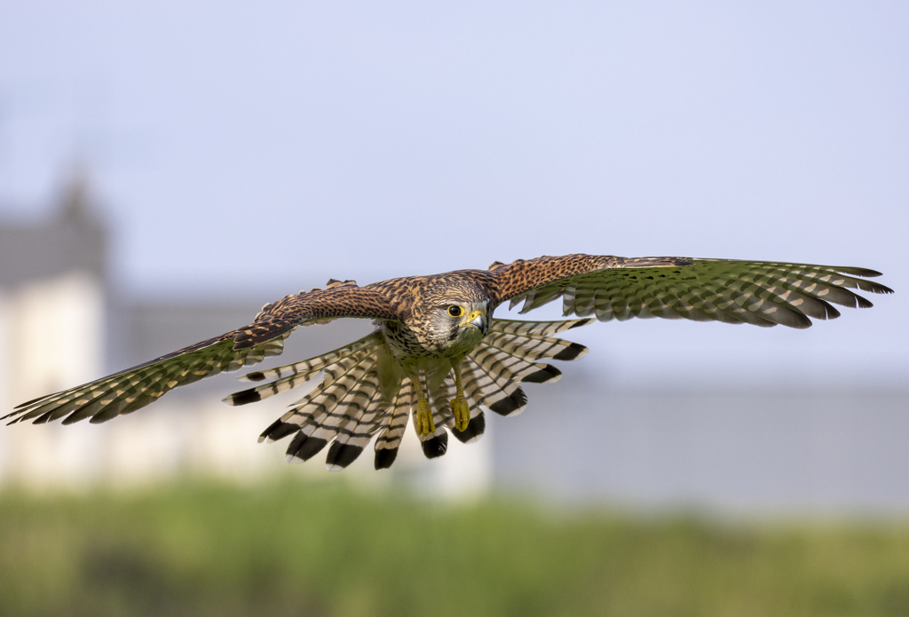 チョウゲンボウ