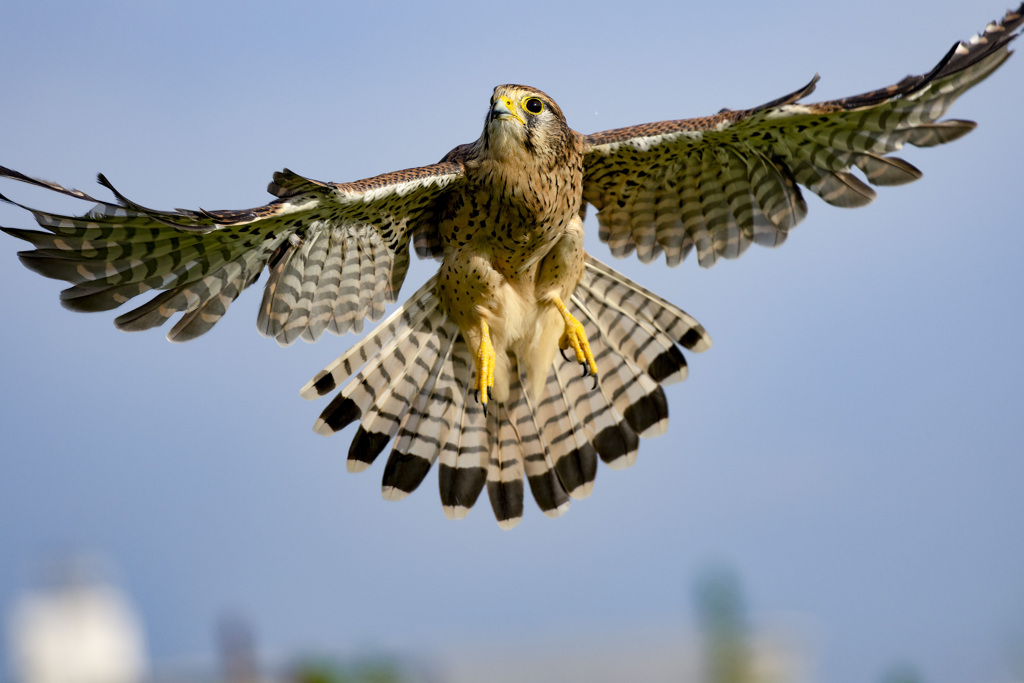 チョウゲンボウ