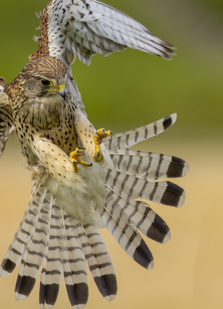 チョウゲンボウ