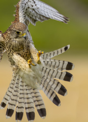 チョウゲンボウ