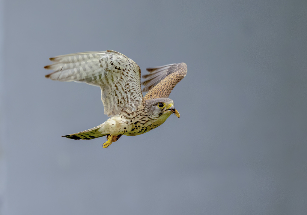 チョウゲンボウ