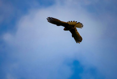 チョウゲンボウ（若）