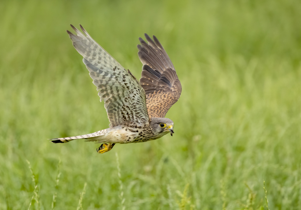 チョウゲンボウ