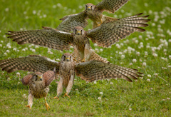 チョウゲンボウ