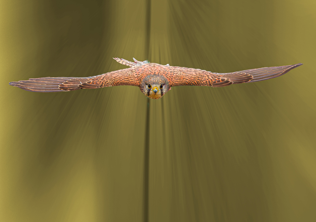 チョウゲンボウ