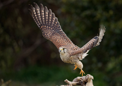 チョウゲンボウ