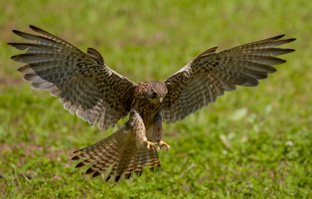 チョウゲンボウ