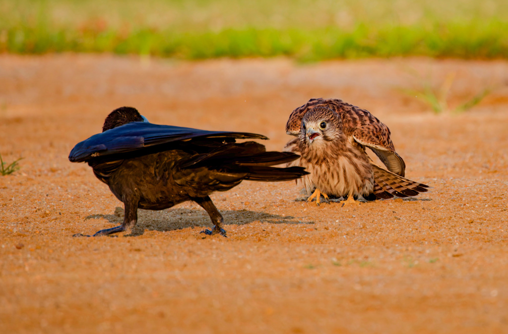 チョウゲンボウ