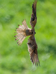 チョウゲンボウ