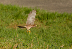 チョウゲンボウバッタを狩る④