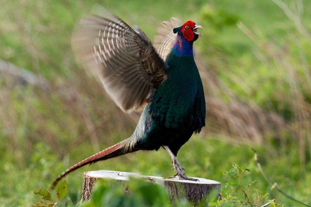 切り株上のキジ
