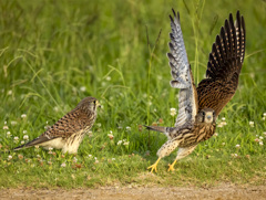 チョウゲンボウ