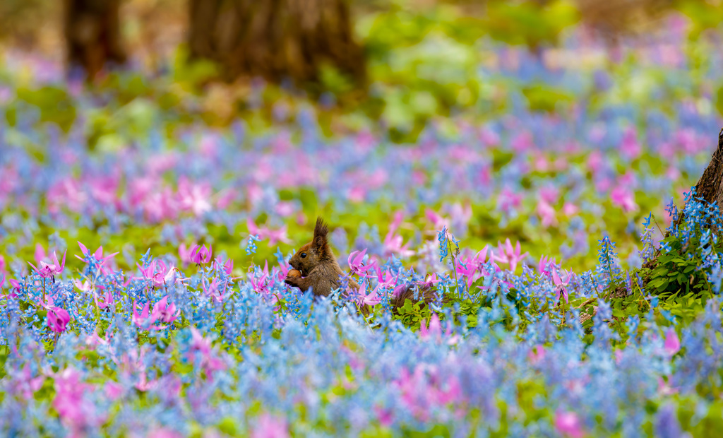 花とエゾリス